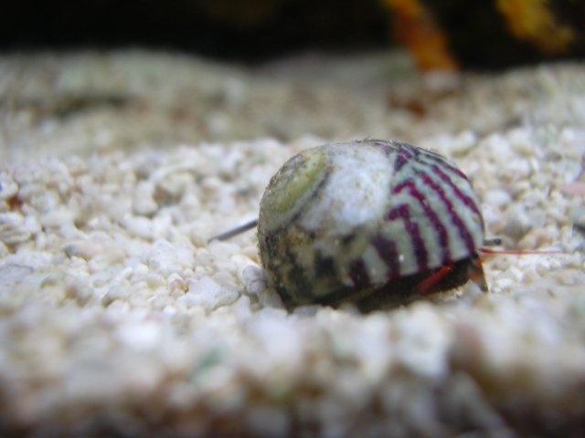 tank April 014.jpg