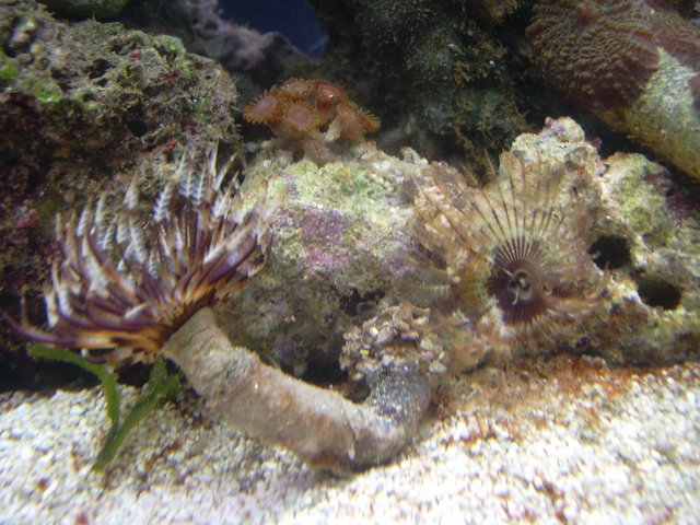 tank April 012.jpg
