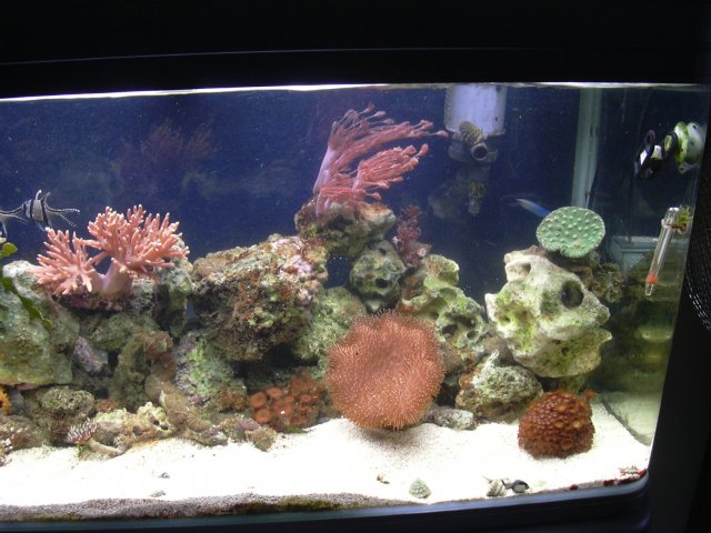 tank April 013.jpg
