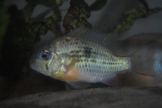 Bolivian Ram.JPG
