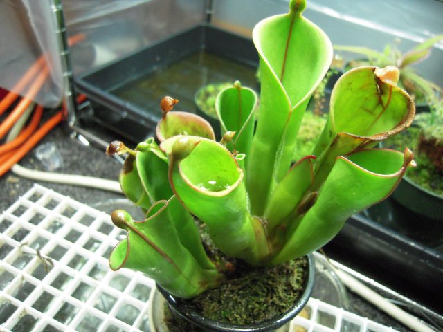 heli_new growth.JPG
