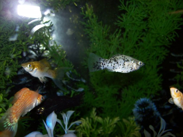 100_2571.JPG