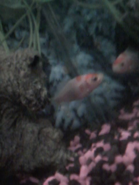 11-27-10_1756.jpg