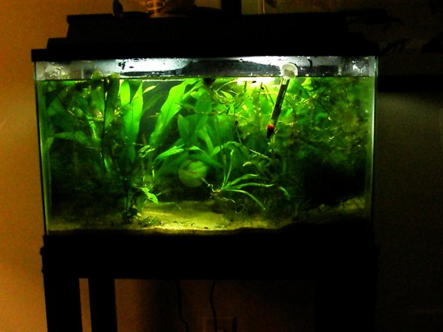 fishtank.JPG fishtank.JPG