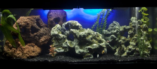 Cichlid Tank.jpg Cichlid Tank.jpg