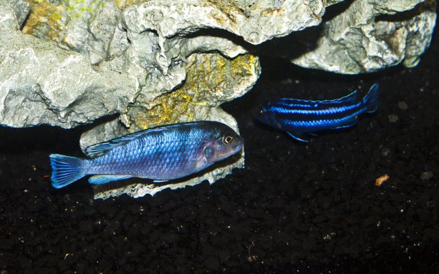 Kenyi & Maingano 1.jpg