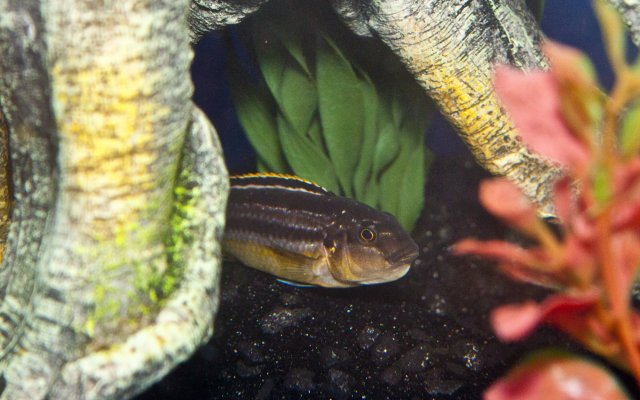 Auratus 2.jpg Auratus 2.jpg