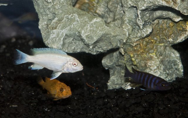 Albino Zebra, Trewevasae OB, & Afra 1.jpg Albino Zebra, Trewevasae OB, & Afra 1.jpg