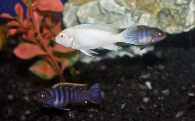 Albino Zebra 4.jpg Albino Zebra 4.jpg