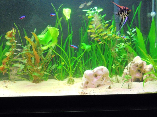 aquatic banana plants aquariacentral
