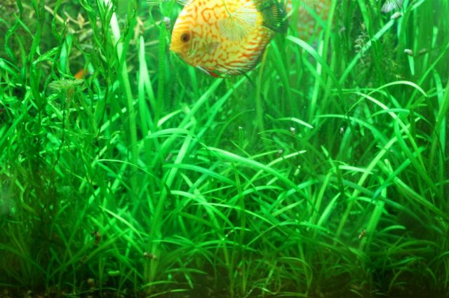 Sag and discus.JPG