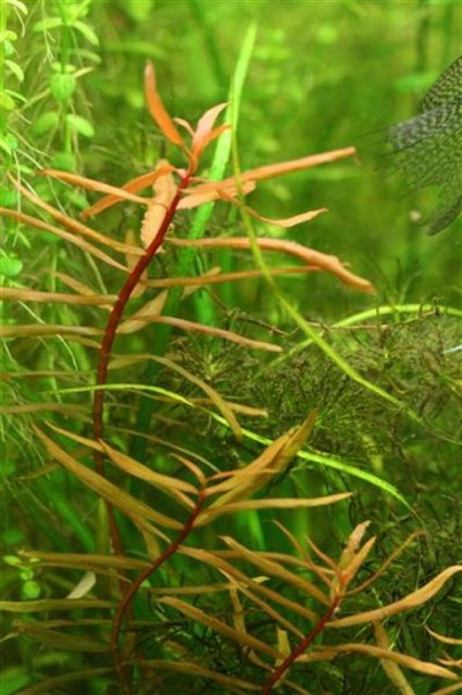 Ammannia gracilis 2.JPG