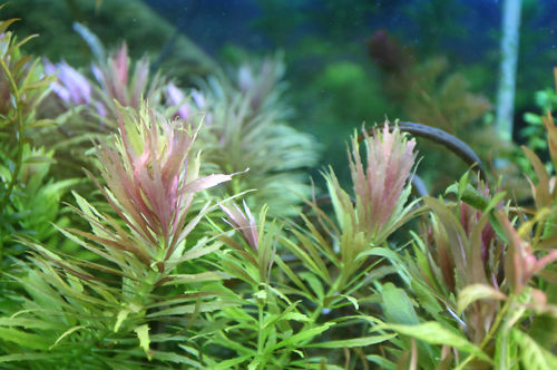 Limnophila aromatica.JPG