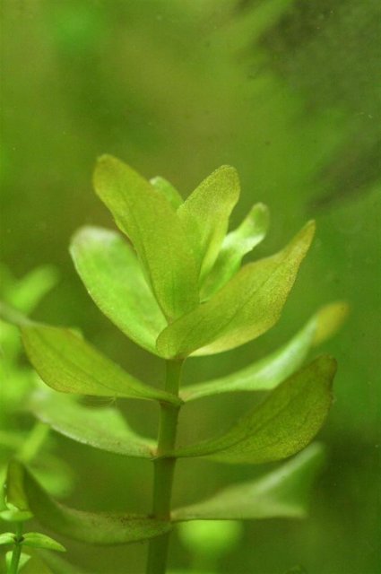bacopa.JPG