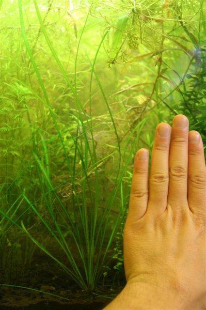 Echinodorus sp.JPG