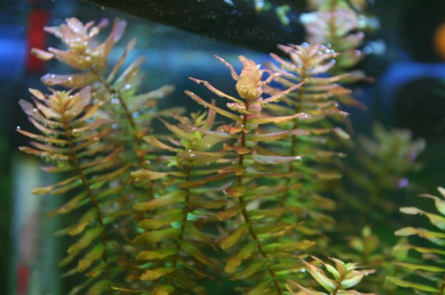 Rotala macrandra green.JPG