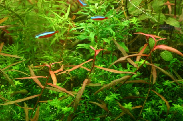 Polygonum kawa.JPG