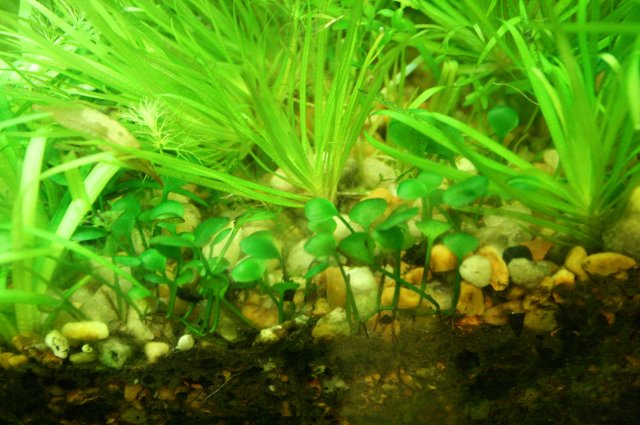 marsilea sp.JPG