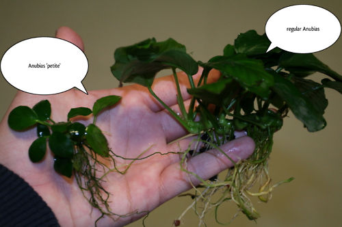 anubias comparison.jpg