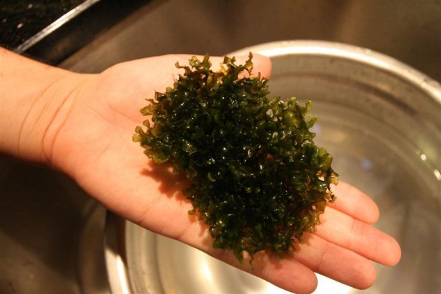 subwassertang2.JPG