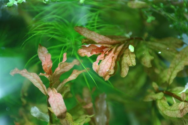 Ludwigia inclinata.JPG