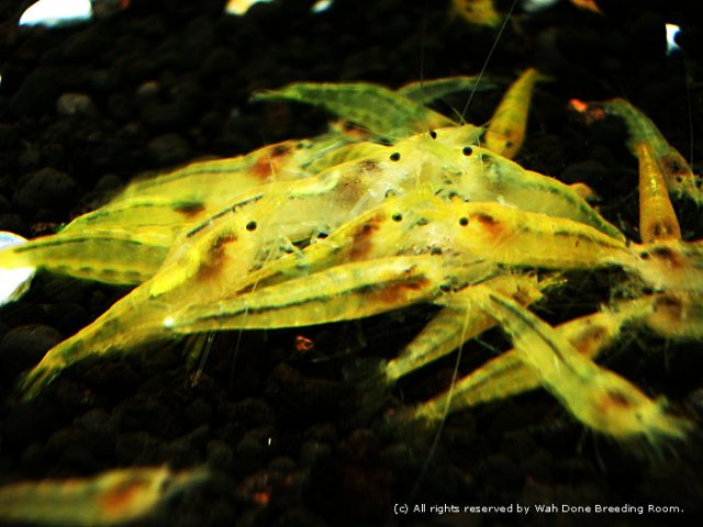 yellow shrimp.jpg