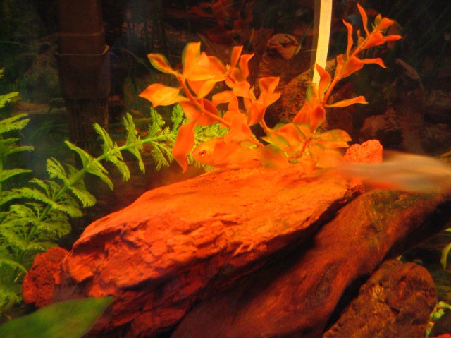 IMG_0672_1_1.JPG