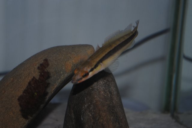 Pike 1.JPG