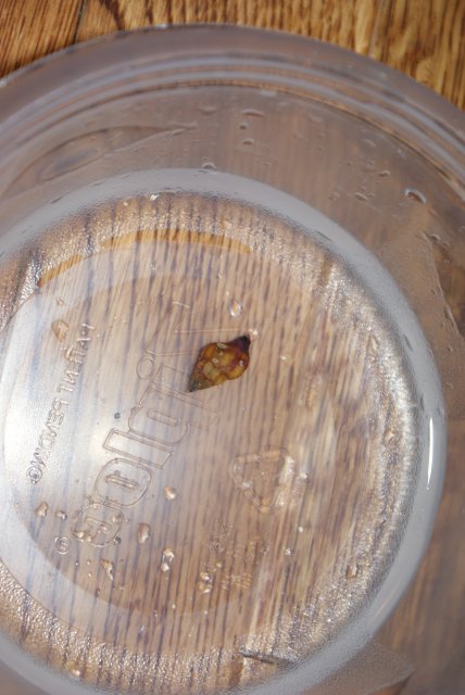 snail dec 2010 017.JPG