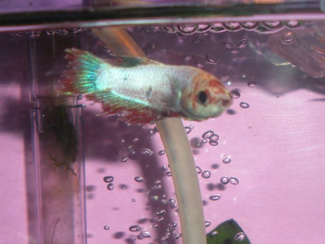 DSCN6860.JPG