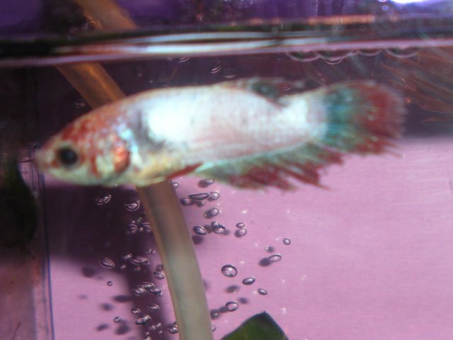 DSCN6864.JPG