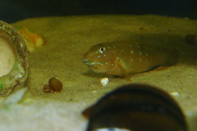 holding goby.JPG