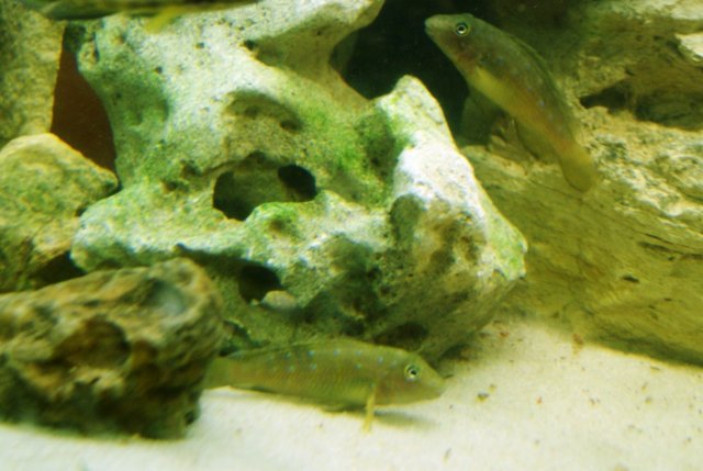 spathodus goby pair.JPG