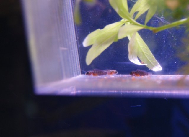 goby fry.JPG