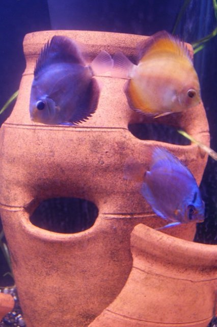 discus.JPG