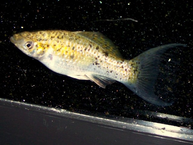 100_2807.JPG