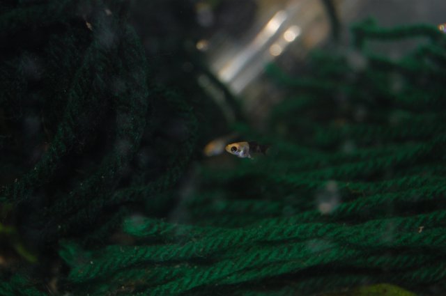 DSC_0140.JPG