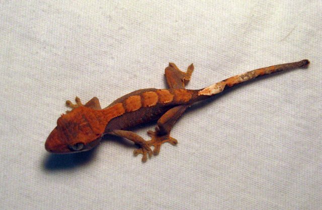 Gecko9_1.jpg