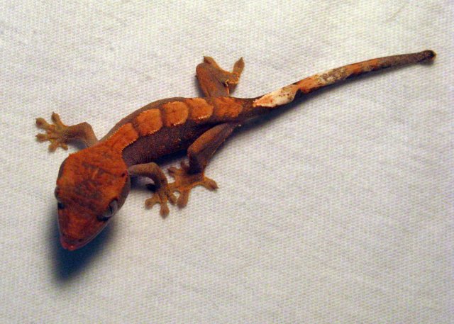 Gecko9_4.jpg