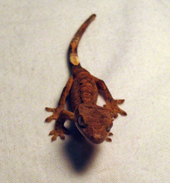 Gecko10_3.jpg