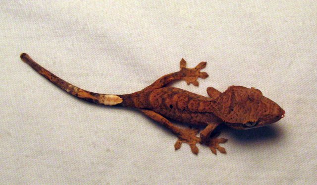 Gecko10_4.jpg