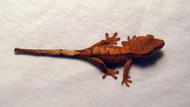 Gecko11_1.jpg