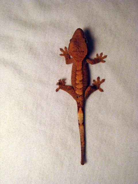 Gecko11_2.jpg