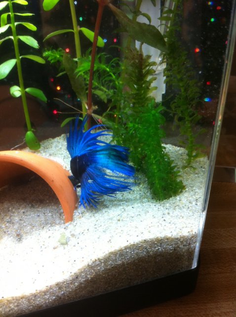 IMG_1274.JPG IMG_1274.JPG