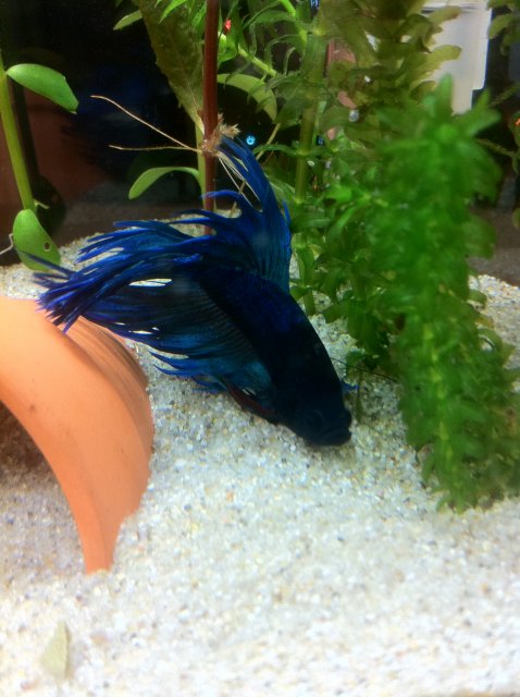 IMG_1277.JPG IMG_1277.JPG