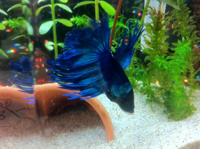 IMG_1285.JPG IMG_1285.JPG