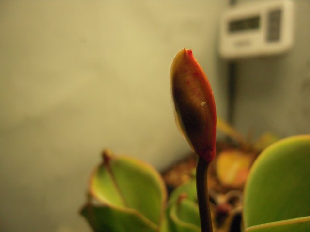 heli flower.JPG