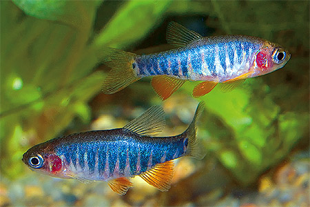 microrasbora-erythromicron.jpg