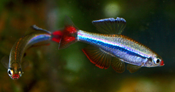 tanichthys_micagemma.jpg