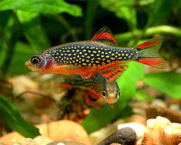 danio_CelestialPearl1.jpg